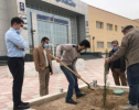 کاشت درخت در محوطه پردیس مهندسی