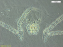 Two-New Arthropod Species Discovered and Named by Birjand University Faculty Member