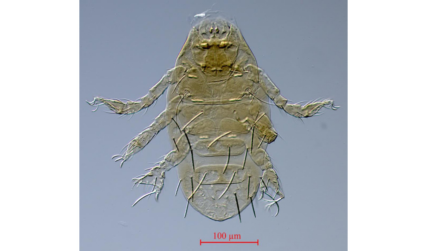 University of Birjand Faculty Member Discovers and Names Four New Mite Species Internationally
