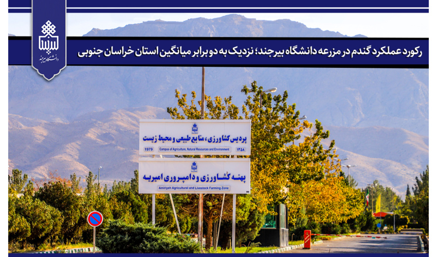 رکورد عملکرد گندم در مزرعه دانشگاه بیرجند؛ نزدیک به دو برابر میانگین استان خراسان جنوبی